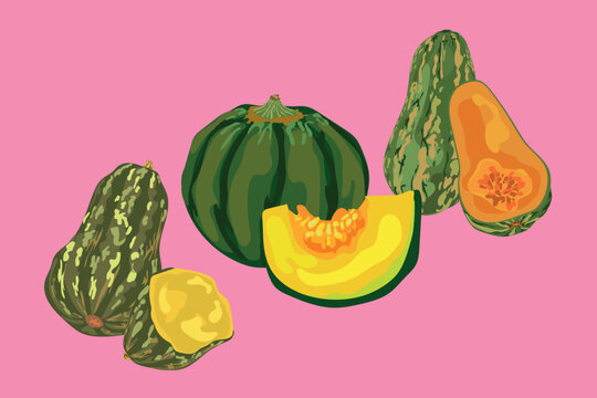 peruvian squash vector illustration loche macre cushi
