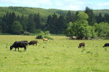 Cows in the meadow