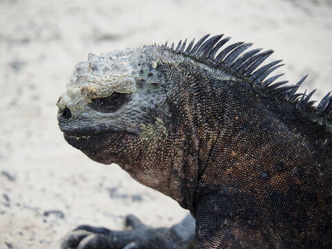 Close-up view of a marine iguana resting on a sandy beach in the galapagos islands, highlighting unique scales and a striking spiky dorsal fin under warm sunlight