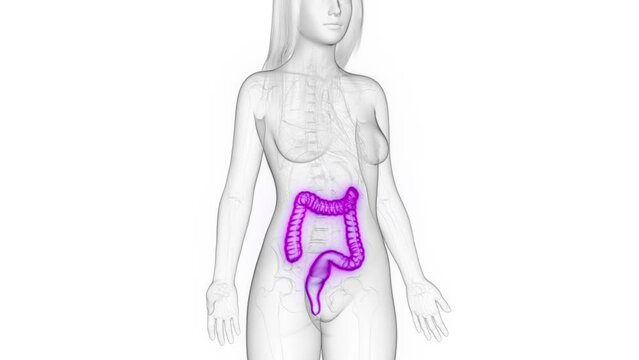 3d rendered medical animation of a woman's large intestine