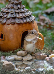 Chipmunk with cute expression stands in the doorway of a gourd house. did he just hear a knock?