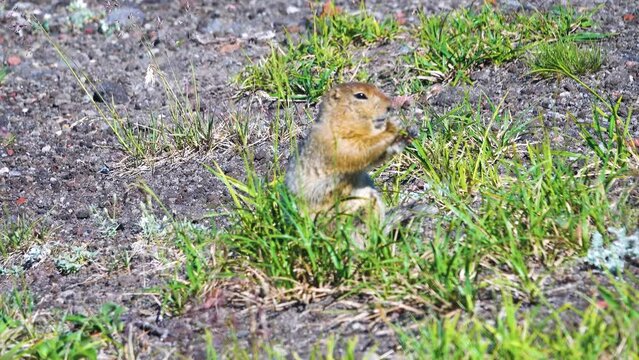 Arctic ground squirrel (Citellus parryi) in Kamchatka it lives on volcanic upheaval on volcanic slag fields. Russia.