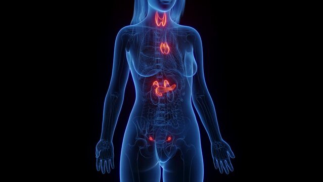 3d rendered medical animation of a woman's endocrine organs