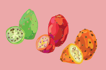 peruvian prickly pear fruit vector illustration