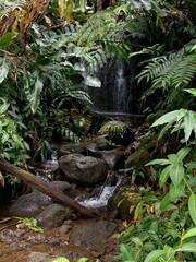 Akaka Falls State Park