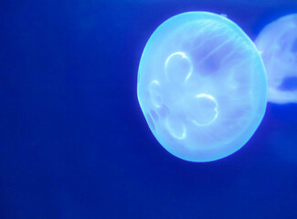 Jelly fish floating on blue sea background. Aquatic animal.