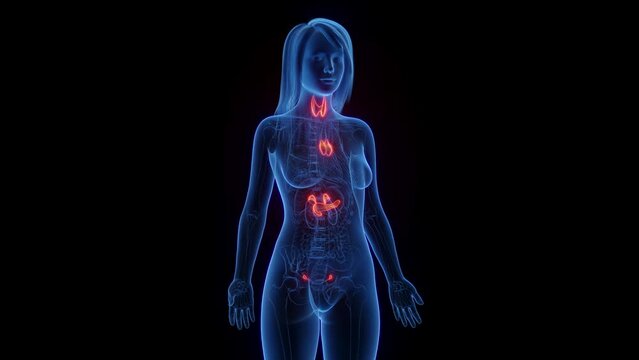 3d rendered medical animation of a woman's endocrine organs