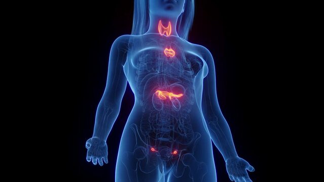 3d rendered medical animation of a woman's endocrine organs