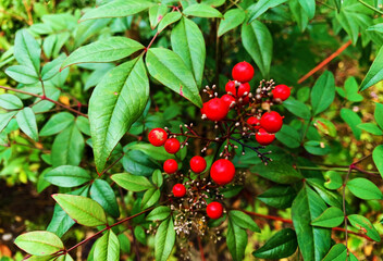 ナンテンの赤い実