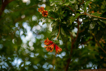orange flowers on a green background of foliage