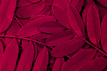 Viva magenta color of the year 2023. leaves pattern background with dark leaves, fresh flat background. Flat lay. Nature concept. Natural wallpaper