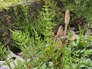 つくし/field horsetail