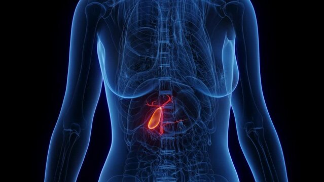 3d rendered medical animation of a woman's gallbladder