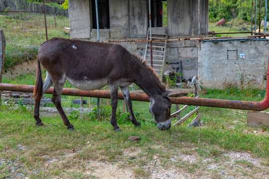 one brown donkey grazes in a clearing near a chimney and an old house