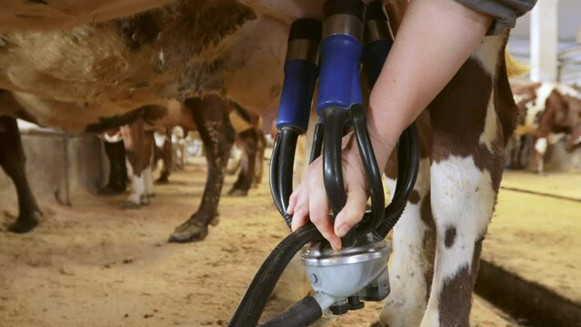 A farm worker removes the milking machine from the cow and takes away a vessel with fresh milk.