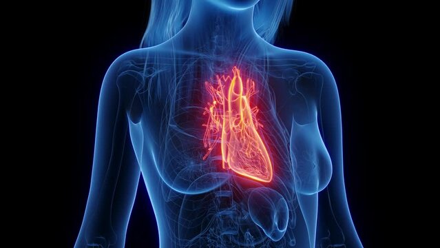 3d rendered medical animation of a woman's healthy heart