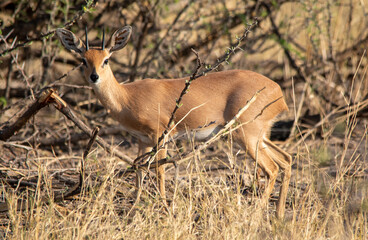 A small steenbok browses in a thicket on the African savannah