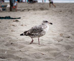 seagull on the beach