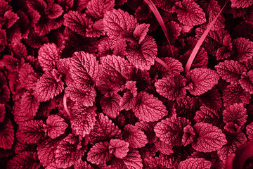 Mint Plant Grow Background. Color of the Year 2023 Viva Magenta - obrazy, fototapety, plakaty