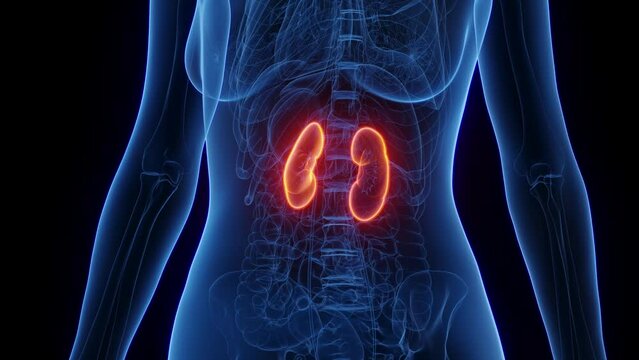 3d rendered medical animation of a woman's kidneys