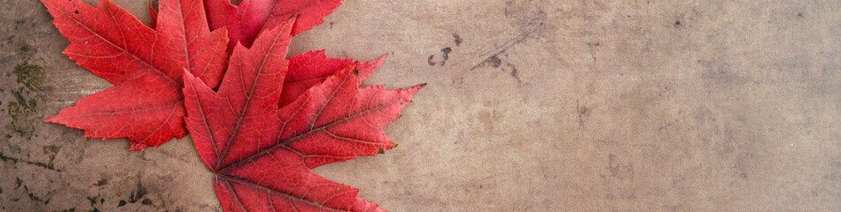 Fall color, red maple leaves on a rustic brown background
