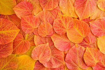 Fall celebration, yellow and orange leaves of an Eastern Redbud Tree as a nature background
