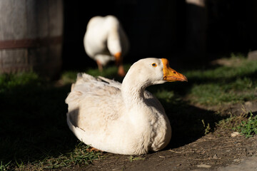 White goose sits near the house, pinching the green grass on a sunny summer day. Agriculture and poultry breeding. Rural view. Feast of Saint Martin