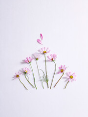 galsang flower on the white background