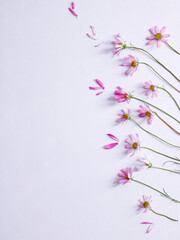 Obraz na płótnie Canvas galsang flower on the white background
