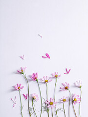 Obraz na płótnie Canvas galsang flower on the white background