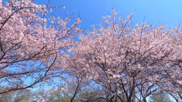桜　さくら　サクラ　Sakura