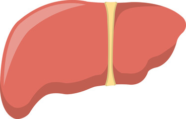 Liver human organ icon vector, anatomy and medicine