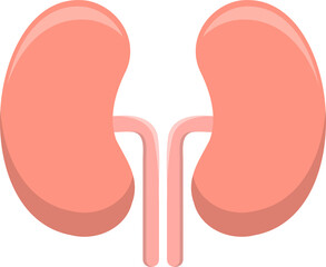 Kidney human organ icon vector, anatomy and medicine