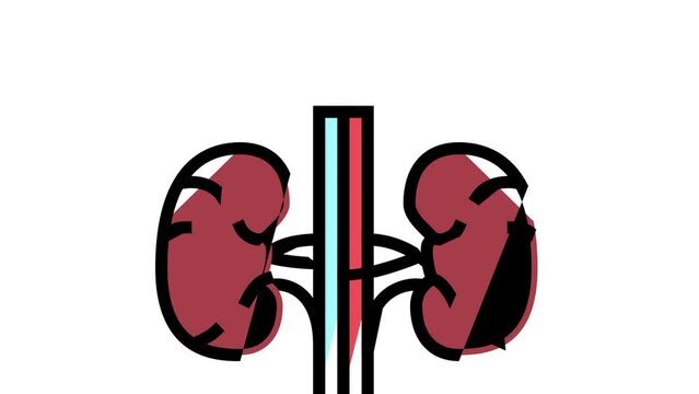kidney human organ color icon animation