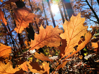 Beautiful brown oak leaves in forest on sunny autumn day. Brightly shining sun and blue sky. Large...