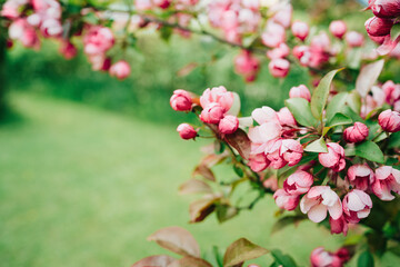 Spring banner, branches of blossoming red cherry with light bokeh background. Viva Pink magenta...