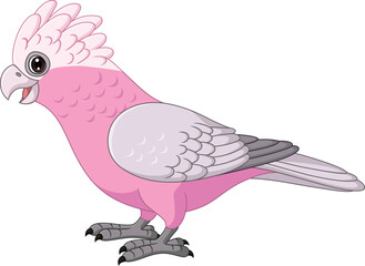 Cartoon Galah Cockatoo Parrots Bird