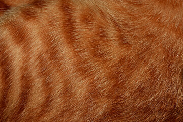 Orange cat hair, full frame orange fur, for the background.