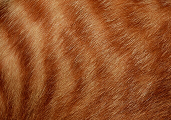 Orange cat hair, full frame orange fur, for the background.