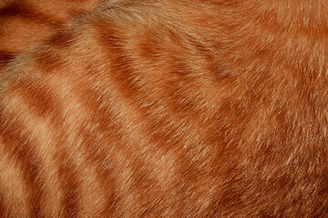 Orange cat hair, full frame orange fur, for the background.