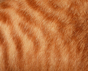 Orange cat hair, full frame orange fur, for the background.