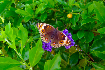 Beautiful butterfly in the garden