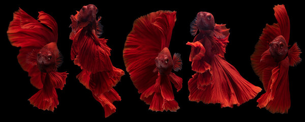Beautiful movement of Five red betta fish, Siamese fighting fish, Betta splendens on black background. Studio shot.