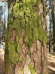 Background. Tree bark with visible big cracks and algae. Natural wood background.