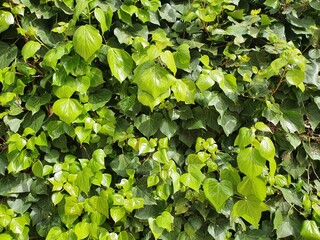 Green shrub hedge, fresh green leaves for texture background. Lush vegetation close-up, horizontal photo.
