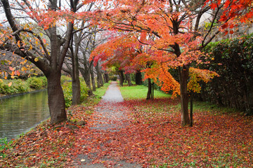 紅葉のある河川沿いの散歩道