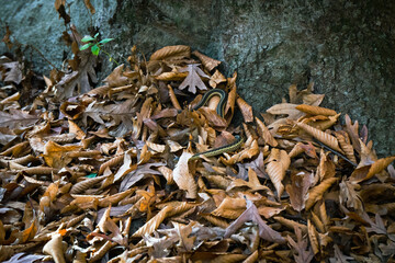 Tyler State Park, Pennsylvania