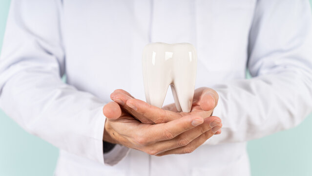 A male dentist holds a healthy tooth model in his hands. Close up. Teeth care and whitening, dental treatment, tooth extraction, implant concept. Hygienist, orthodontist. Dental clinic special offer.