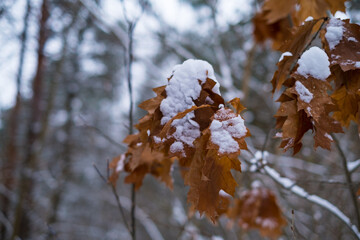 Dry oak leaves in winter with snow