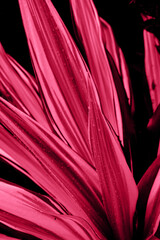 abstract  color toned leaf with drops